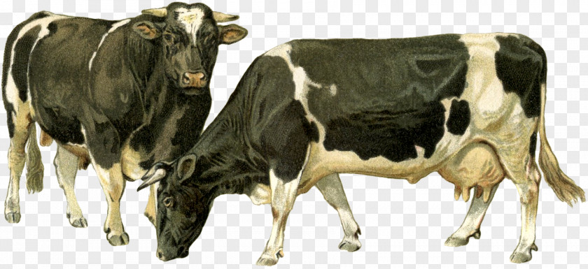 Cow Dairy Cattle Ox Goat Bull PNG