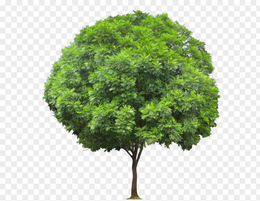 Fern Acer Ginnala Populus Sect. Aigeiros Tree Hardwood Softwood PNG