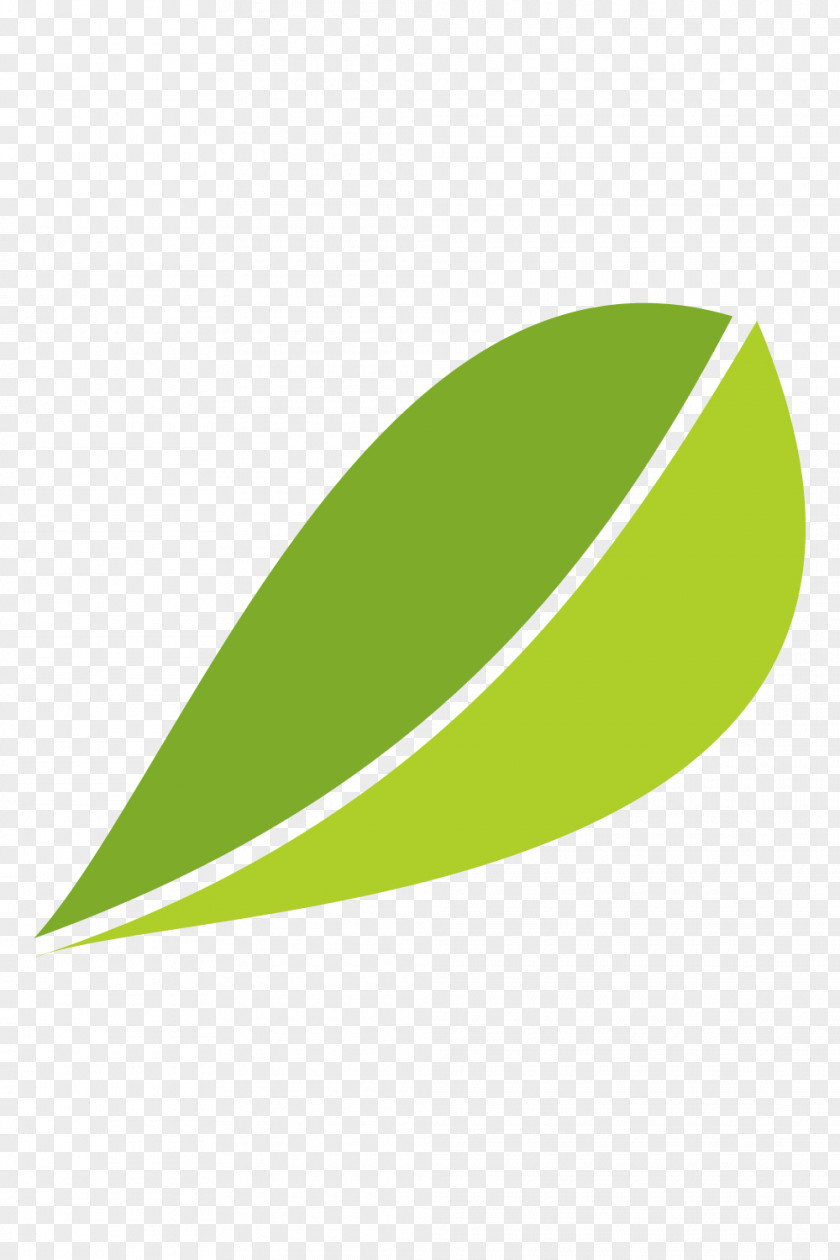 Fuding White Tea Leaves Vector Material Green Leaf PNG