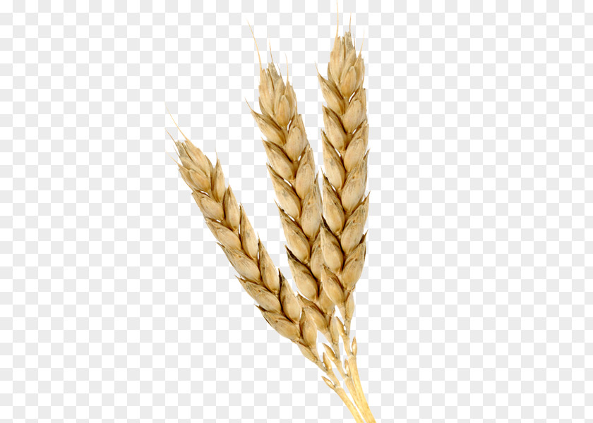 Hyun Emmer Einkorn Wheat Cereal Germ Oil PNG