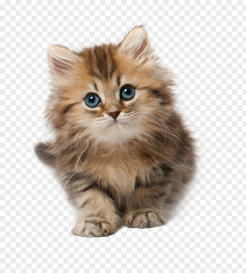 Kitten Cat Desktop Wallpaper Clip Art PNG