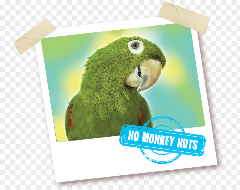 Monkey Nuts Macaw Parrot What's Wrong With Copying? Parakeet Vitamin PNG