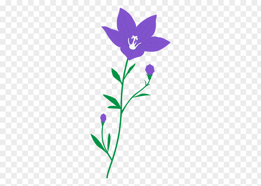 Platycodon Grandiflorus Illustration Clip Art Illustrator PNG