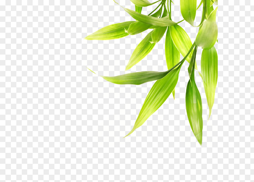 Spring Sports Stock Photography Royalty-free Bamboo Image PNG