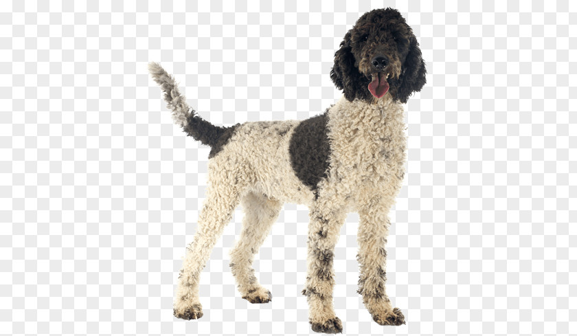 Water Dog Portuguese Lagotto Romagnolo Curly-coated Retriever Spanish Puppy PNG