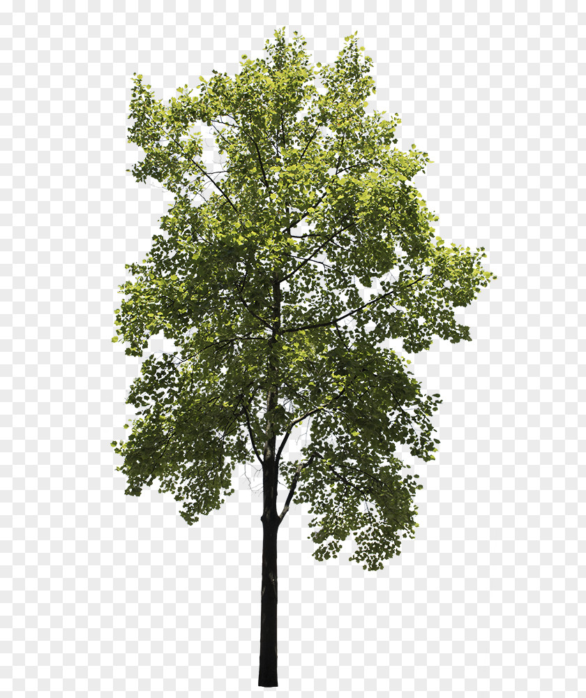 Birch Plant Stem Oak Tree Leaf PNG