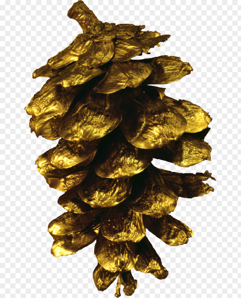 Conifer Cone Pine Clip Art PNG