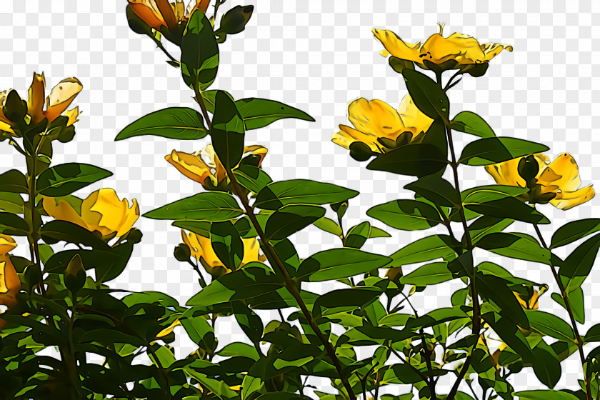 Perennial Plant Stem Flower Yellow Leaf Tree PNG