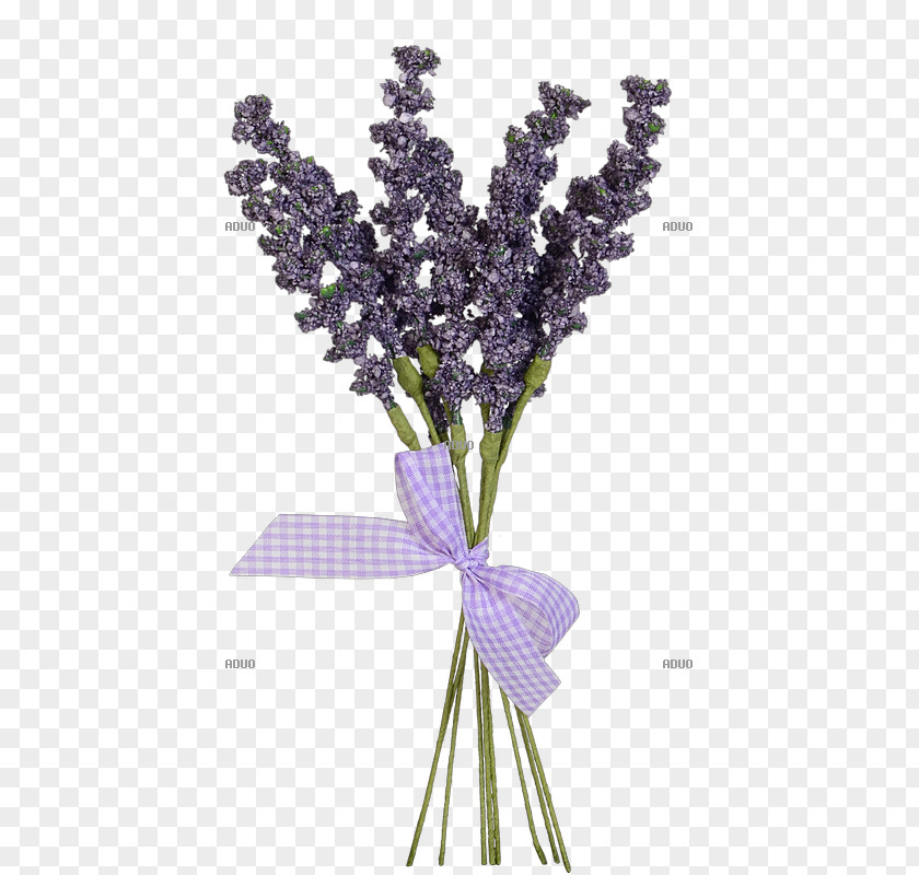 Plant English Lavender Provence Cut Flowers Lilac PNG