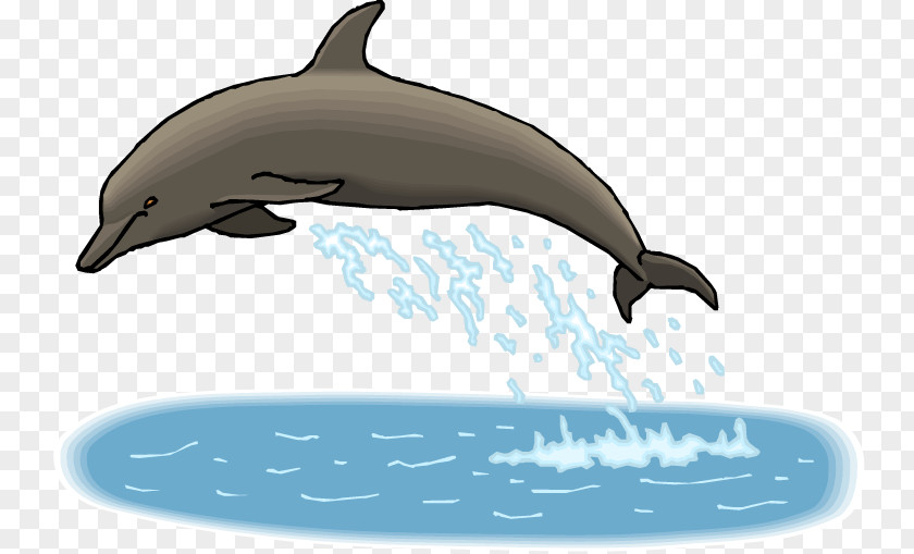 Spinner Dolphin Cliparts All About Dolphins Bottlenose Clip Art PNG