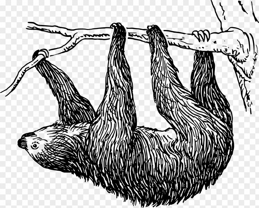The Sloth Buckle Free Bear Drawing Clip Art PNG