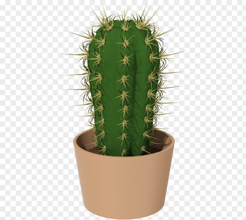 Cactushd San Pedro Cactus Triangle Cactaceae Pine PNG