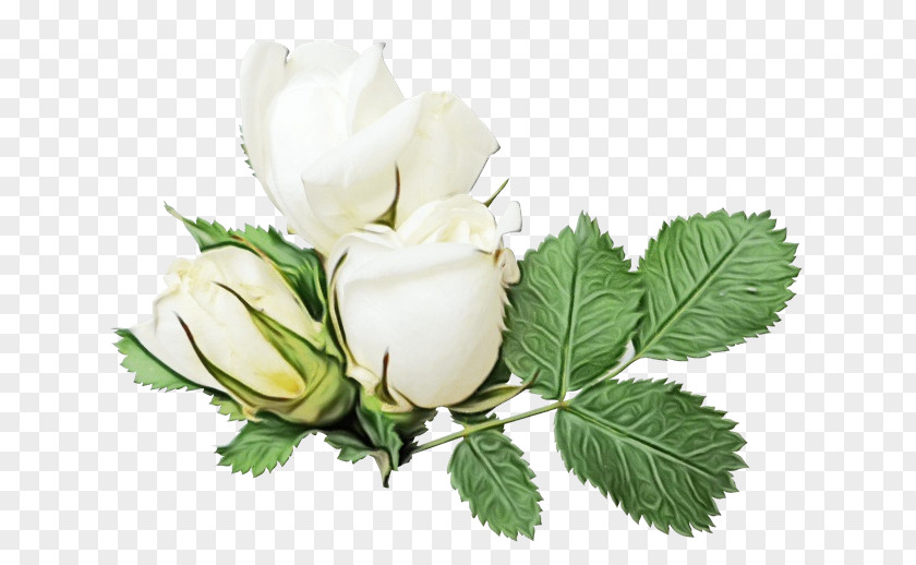 Cut Flowers Bud Background PNG