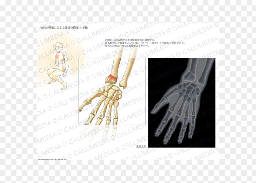 Design Thumb Product Hand Model Human PNG