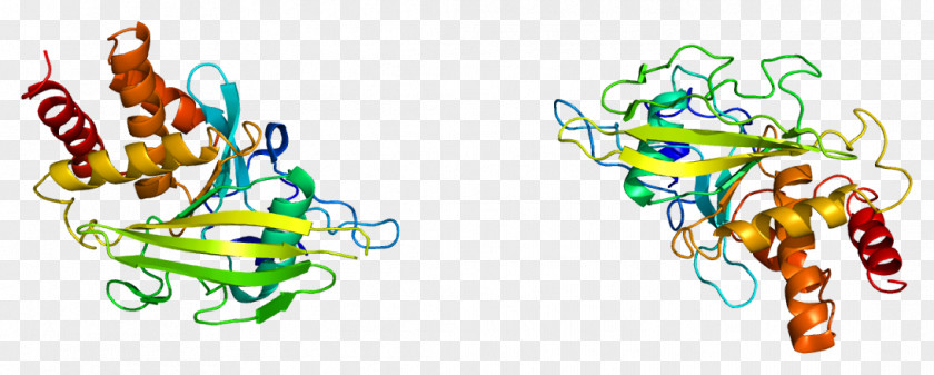 PTPRA Receptor Tyrosine Phosphatase Protein PTPRB PNG