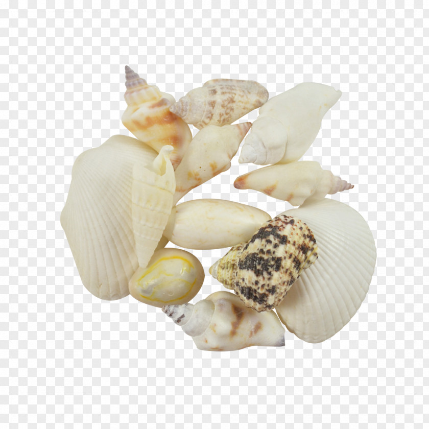 Seashell Clam Cockle Conchology PNG