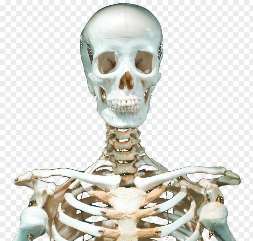 Skeleton Skull Human PNG