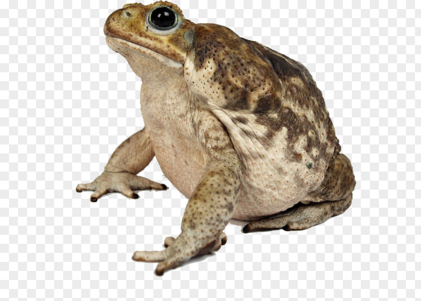 Toad American Bullfrog Cane Toads PNG