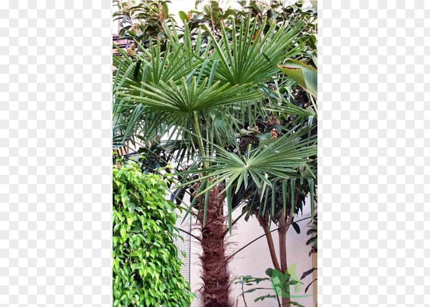 Trachycarpus Martianus Asian Palmyra Palm Arecaceae Canoas Garden Center Saw Palmetto PNG