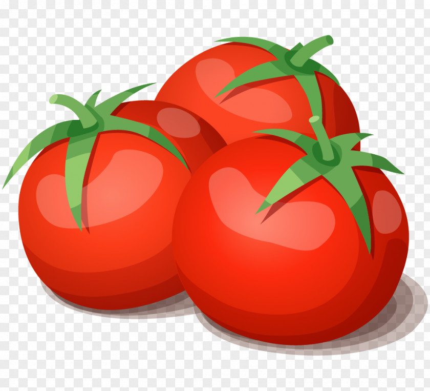 Cartoon Tomato Clip Art Vector Graphics Illustration PNG