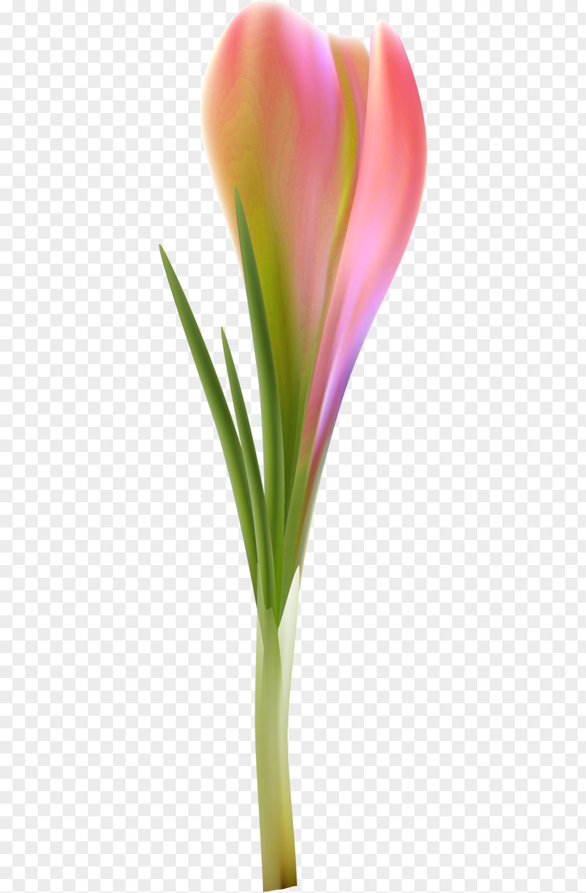 Petal Cut Flowers Flowerpot Plant Stem Close-up PNG