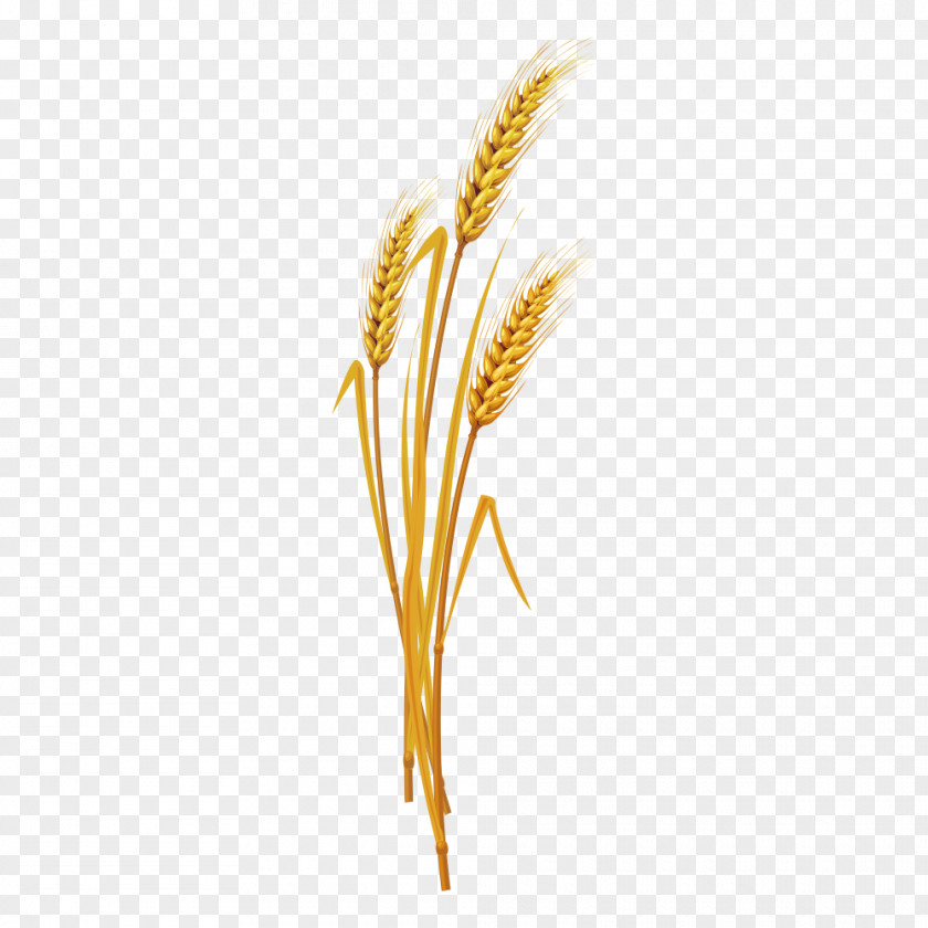 Wheat Google Images Search Engine Download PNG