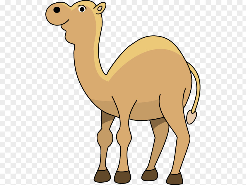 Camel Dromedary Middle East Respiratory Syndrome Cartoon Clip Art PNG