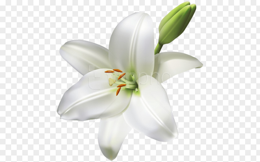 Easter Lily Silhouette Image Madonna Clip Art PNG