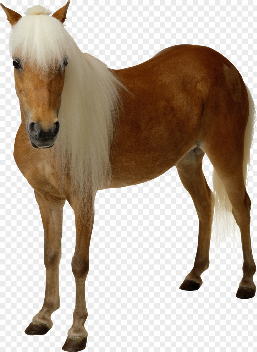 Horse Image Mustang Stallion Clip Art PNG