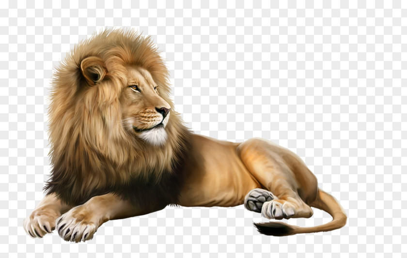 Lion Image Photograph Illustration PNG