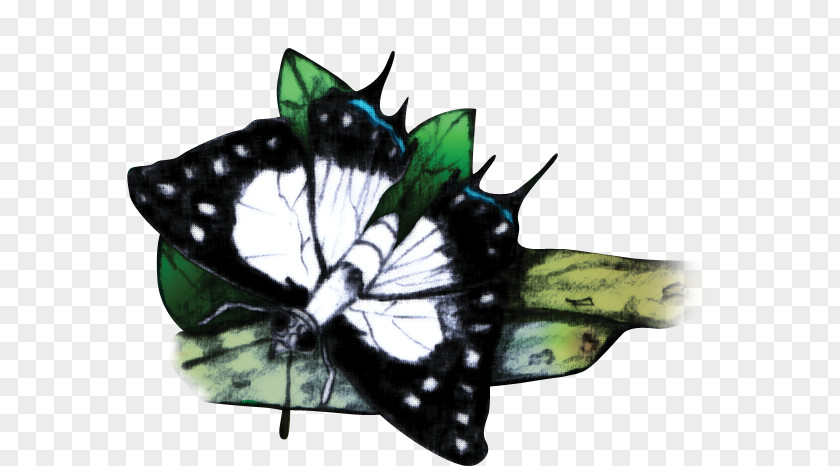 Lories And Lorikeets Monarch Butterfly Fijian Archipelago Moth Swallowtail PNG