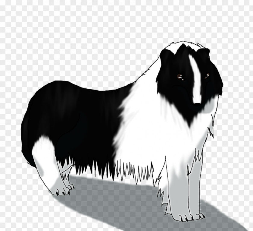 Right Place Wrong Time Dog Breed Border Collie Rough Snout PNG