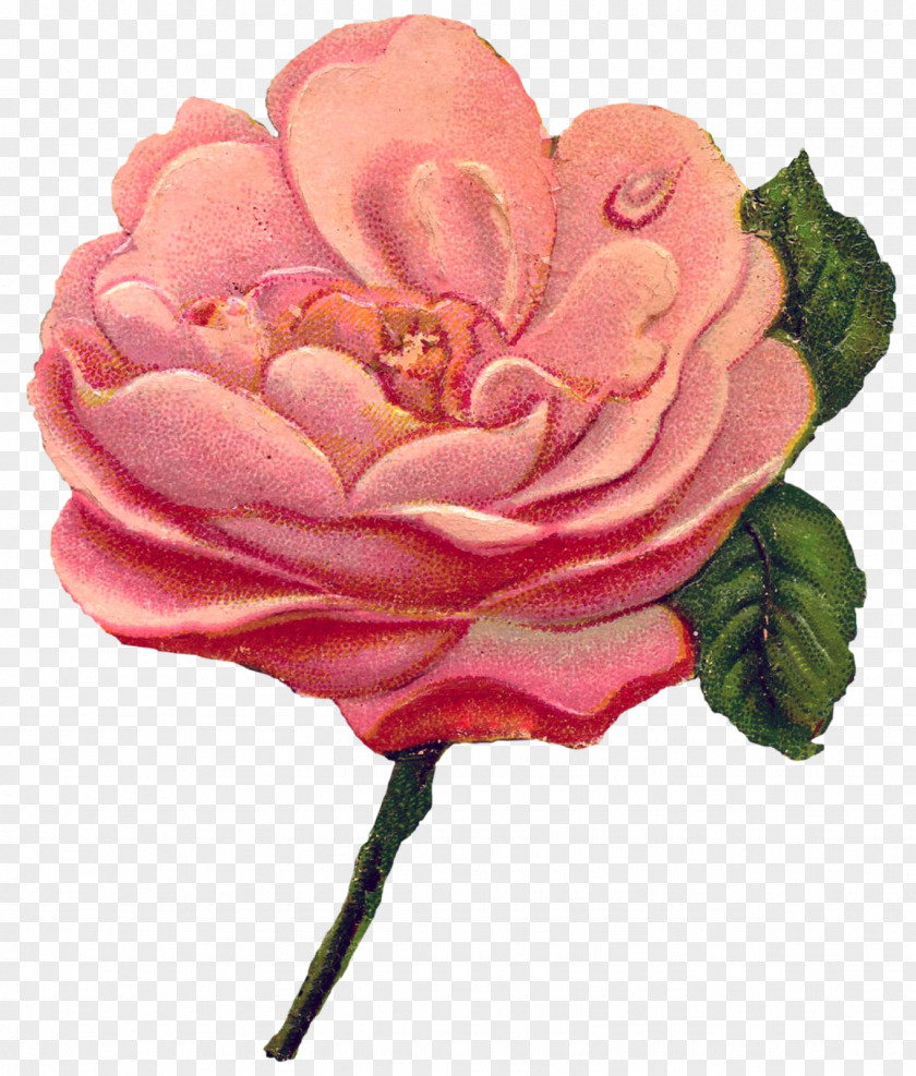 Rose Garden Roses Clip Art Greeting & Note Cards Graphics PNG