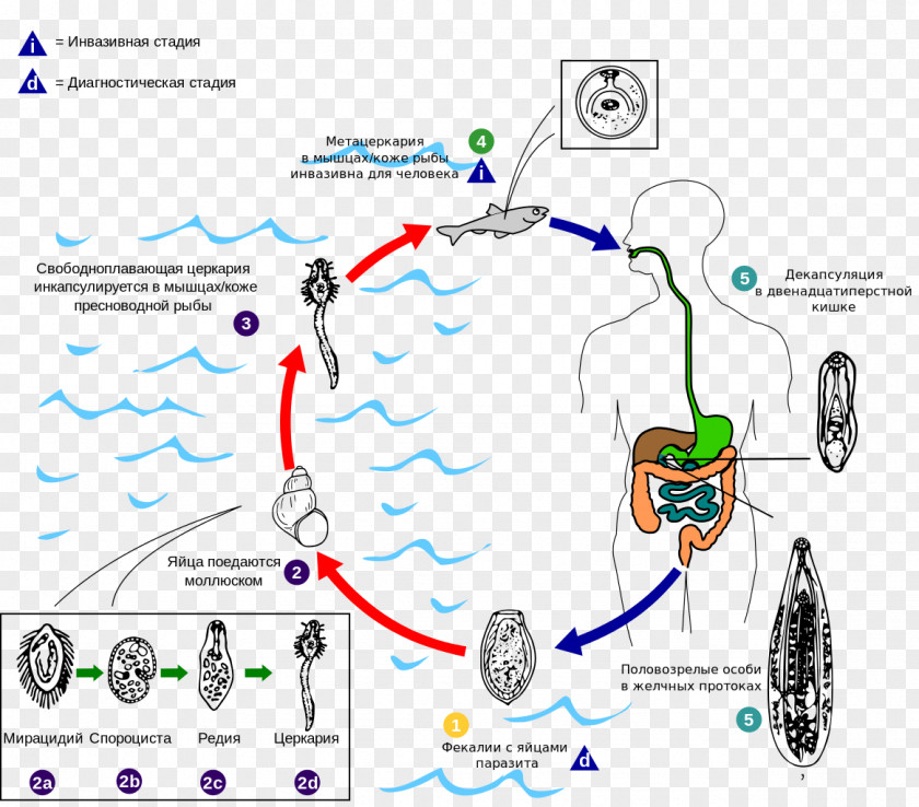 Lifecycle Worm Flukes Clonorchis Sinensis Disease Liver Fluke PNG