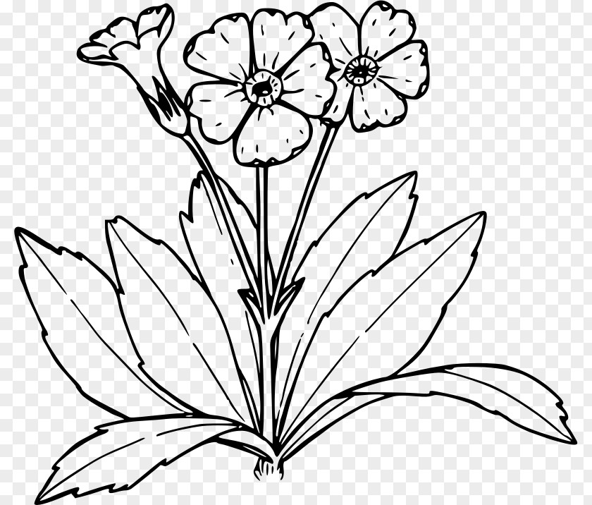 Line Drawing Of Flowers Primrose Coloring Book Tree PNG