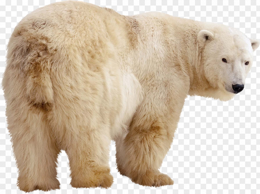 Polar Bear Stock Photography Kodiak Giant Panda Grizzly PNG