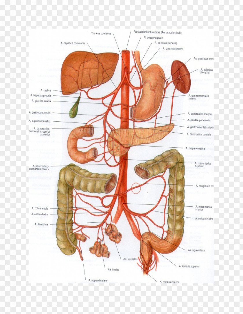 Aorta Abdominal Superior Mesenteric Artery Mesentery Inferior PNG