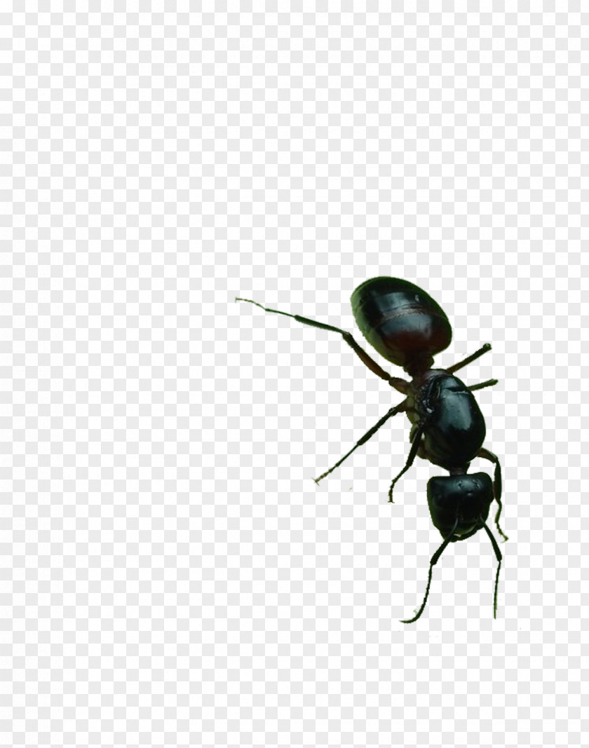 Big Black Ants Garden Ant Download PNG
