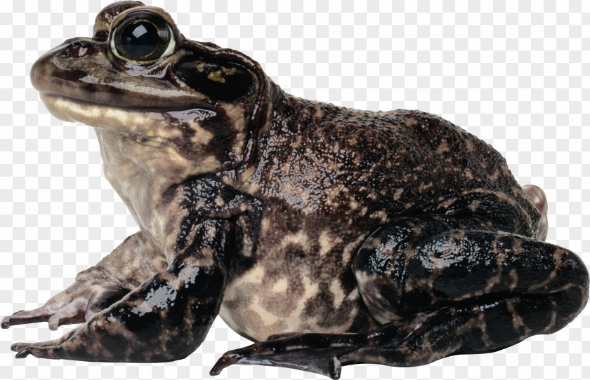Frog American Bullfrog Toad PNG