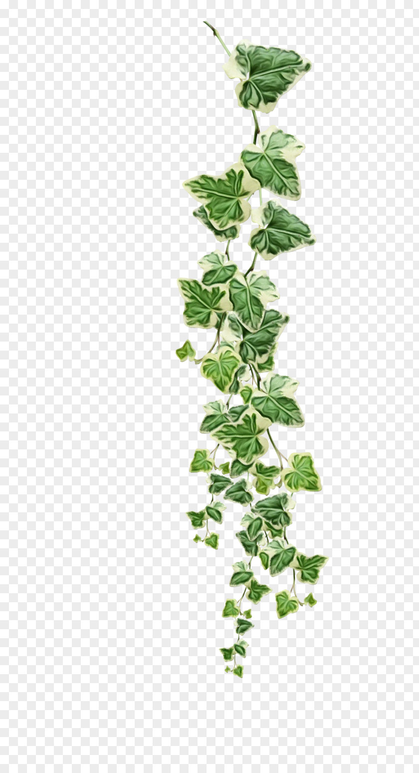 Herb Ivy Family Grape Leaf PNG