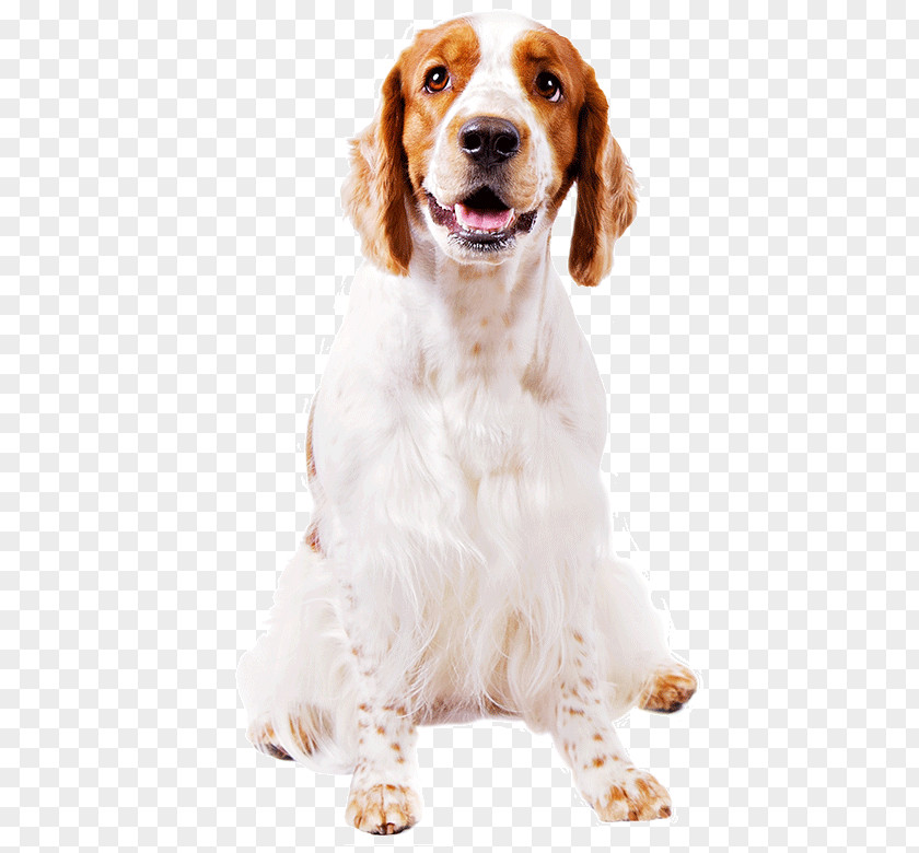 Irish Red And White Setter Cocker Spaniel Dog Companion PNG