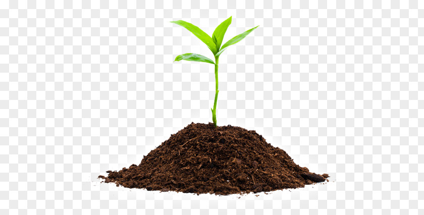 Organic Farming Seedling Soil Sprouting Plants PNG