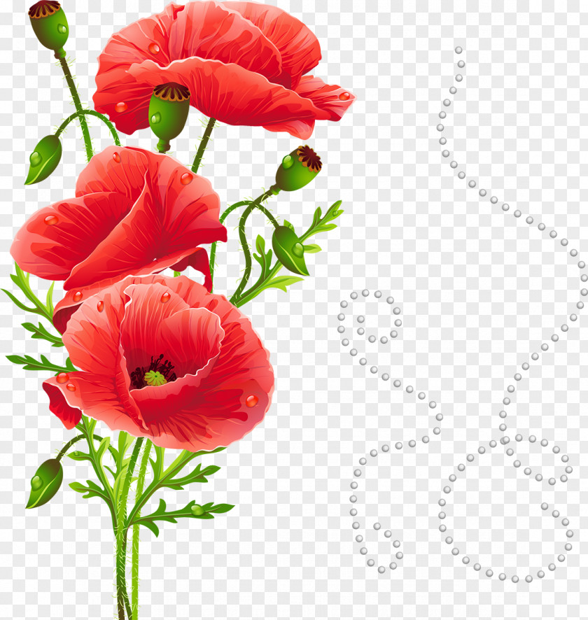 Poppy Common Papaver Nudicaule Flower White PNG