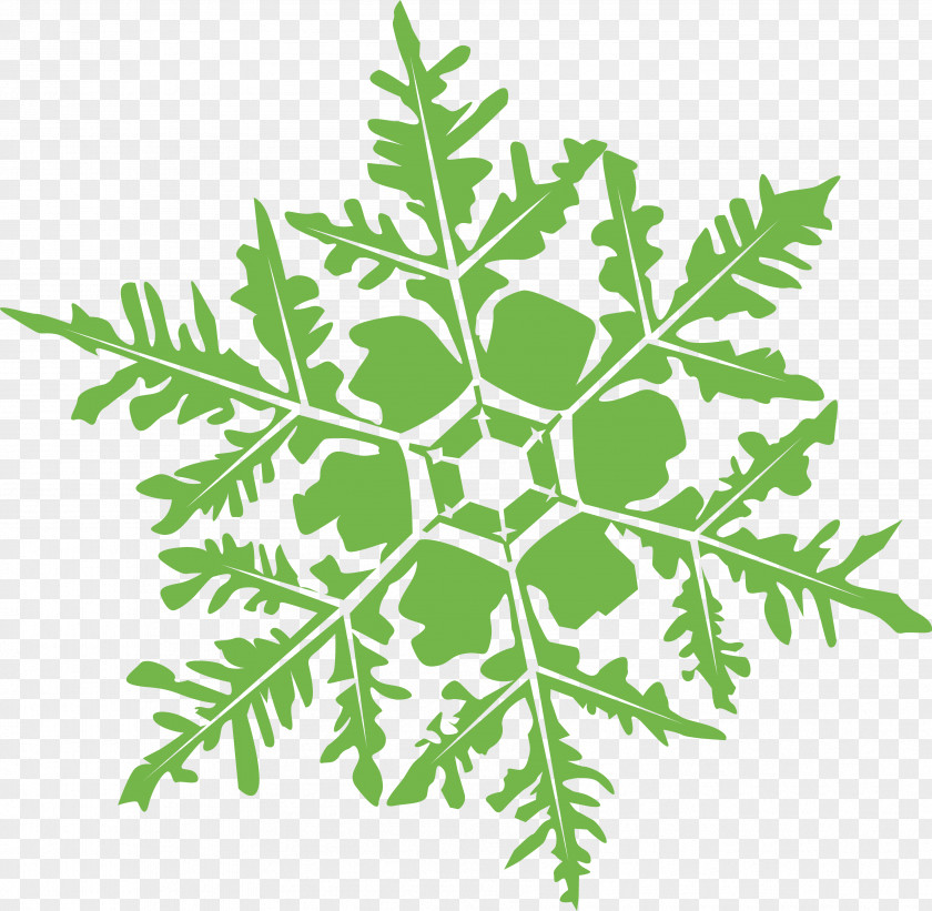 Snowflakes Leaf Vegetable Plant Stem Subshrub PNG