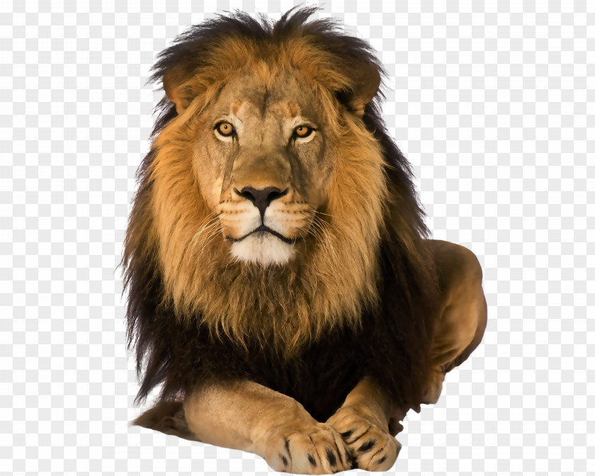 Amazing Lion Clipart Malama Umoyo Cottages Safari Leadership Training Travel PNG