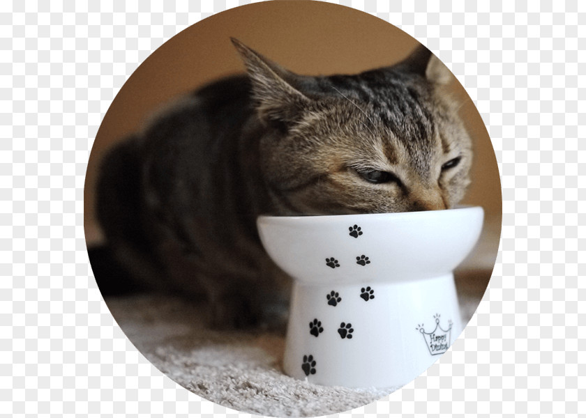 Cat Food Bowl Dog Kitten PNG