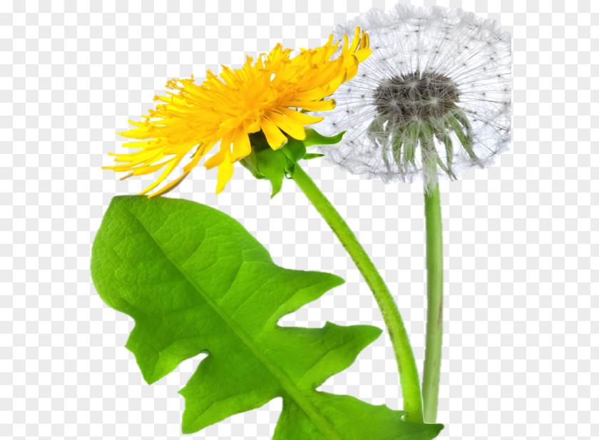 Dandelion Clip Art PNG