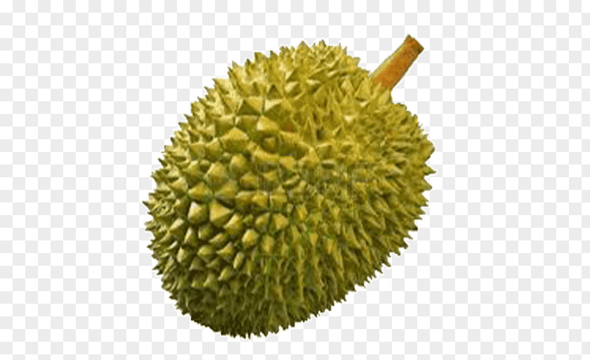 Durian Thai Cuisine Durio Zibethinus Fruit Clip Art PNG