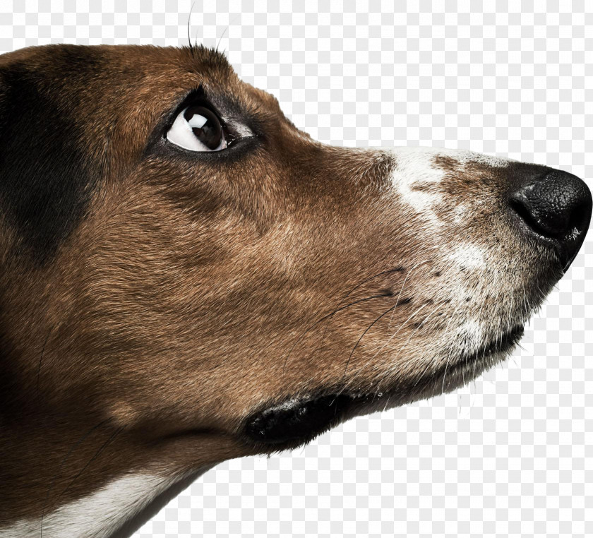 Free Dog Pull Material Basset Hound Dachshund Labrador Retriever Chihuahua Stock Photography PNG