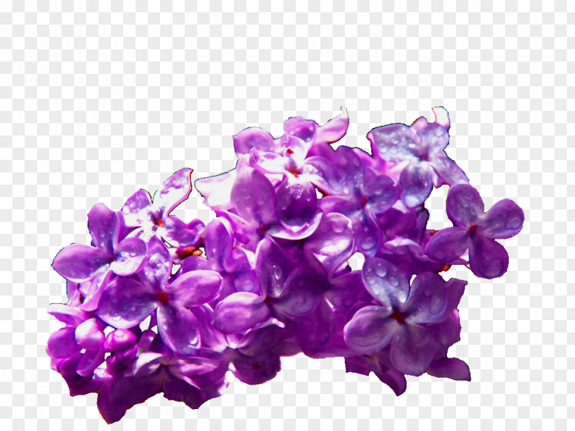 Lilac Flower Common Violet Cut Flowers PNG